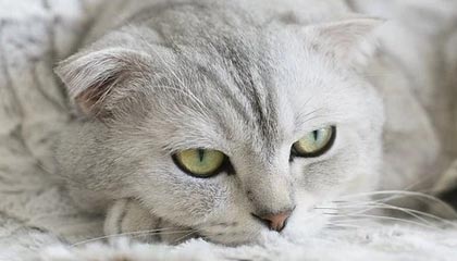 APP下载 LY Sports-“足球智者”：某某教练解读战术变革心得，足球技战术训练全书