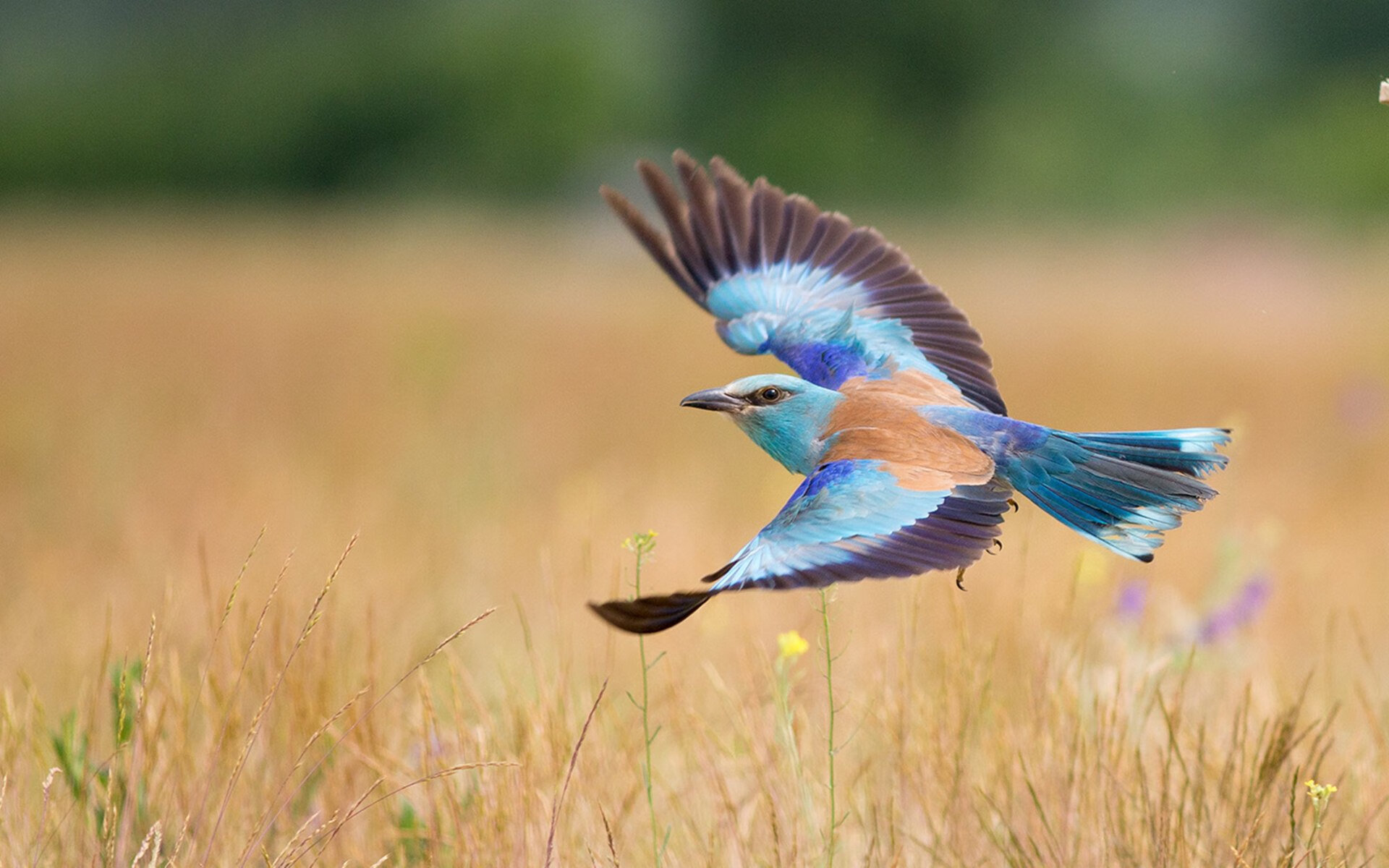 _民族传统体育节：文化与运动的盛会_，民族传统体育运动会几年一次