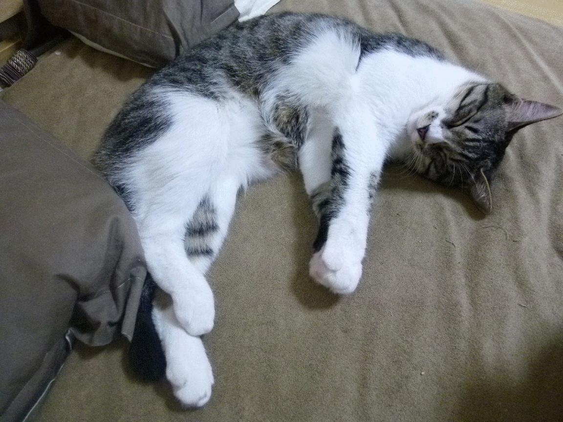 乐鱼电竞· (中国)官方网站-_青少年运动会：培养未来体育明星_，青少年体育运动员