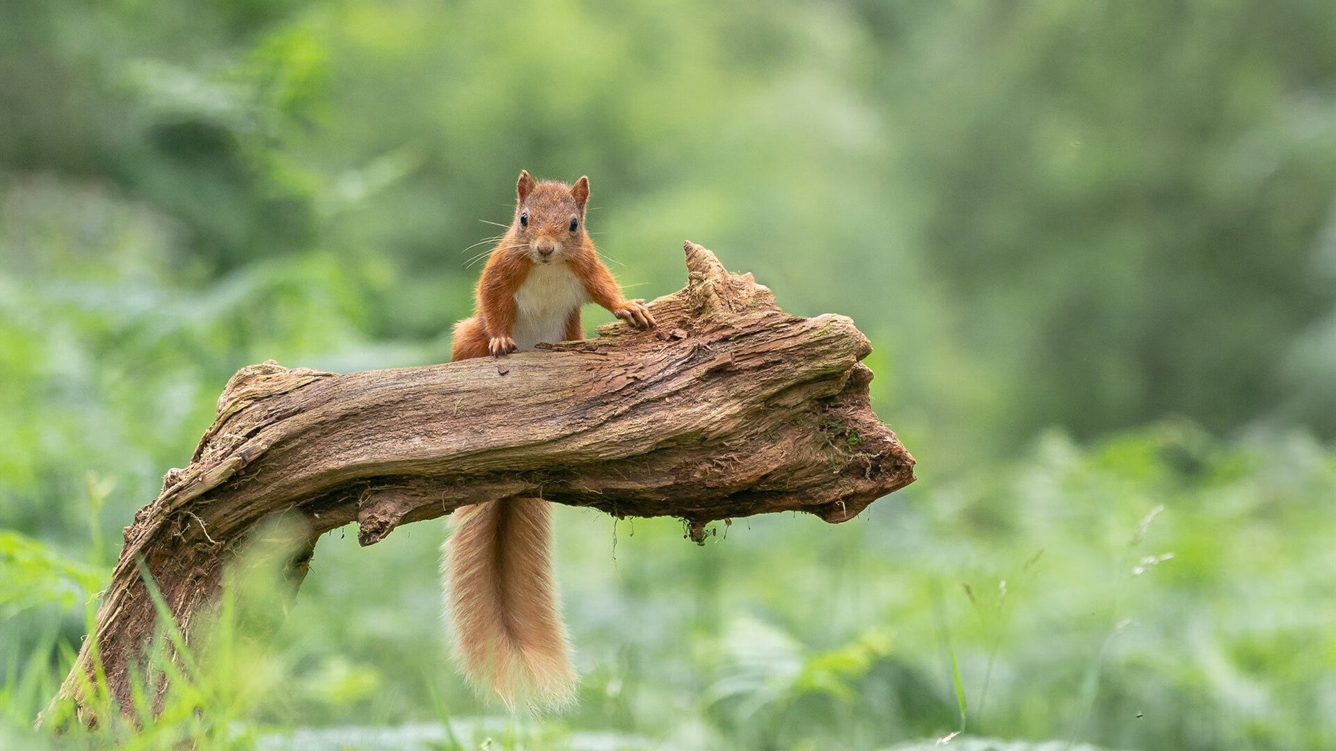 《硬核对抗:FPS类电竞赛事激烈拼杀》,硬核pk