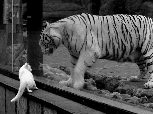 【规则深入】裁判如何应对比赛中的争议犯规?,比赛过程中当裁判员发现误判时只能在什么时间更改判决