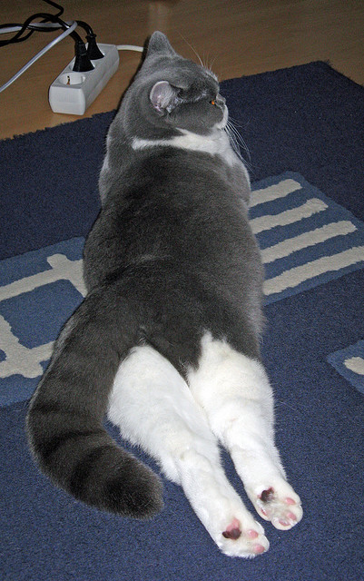 乐鱼（LEYU）体育-乌拉圭男足在巴黎奥运会比赛中表现出色，赢得银牌，乌拉圭男足名单