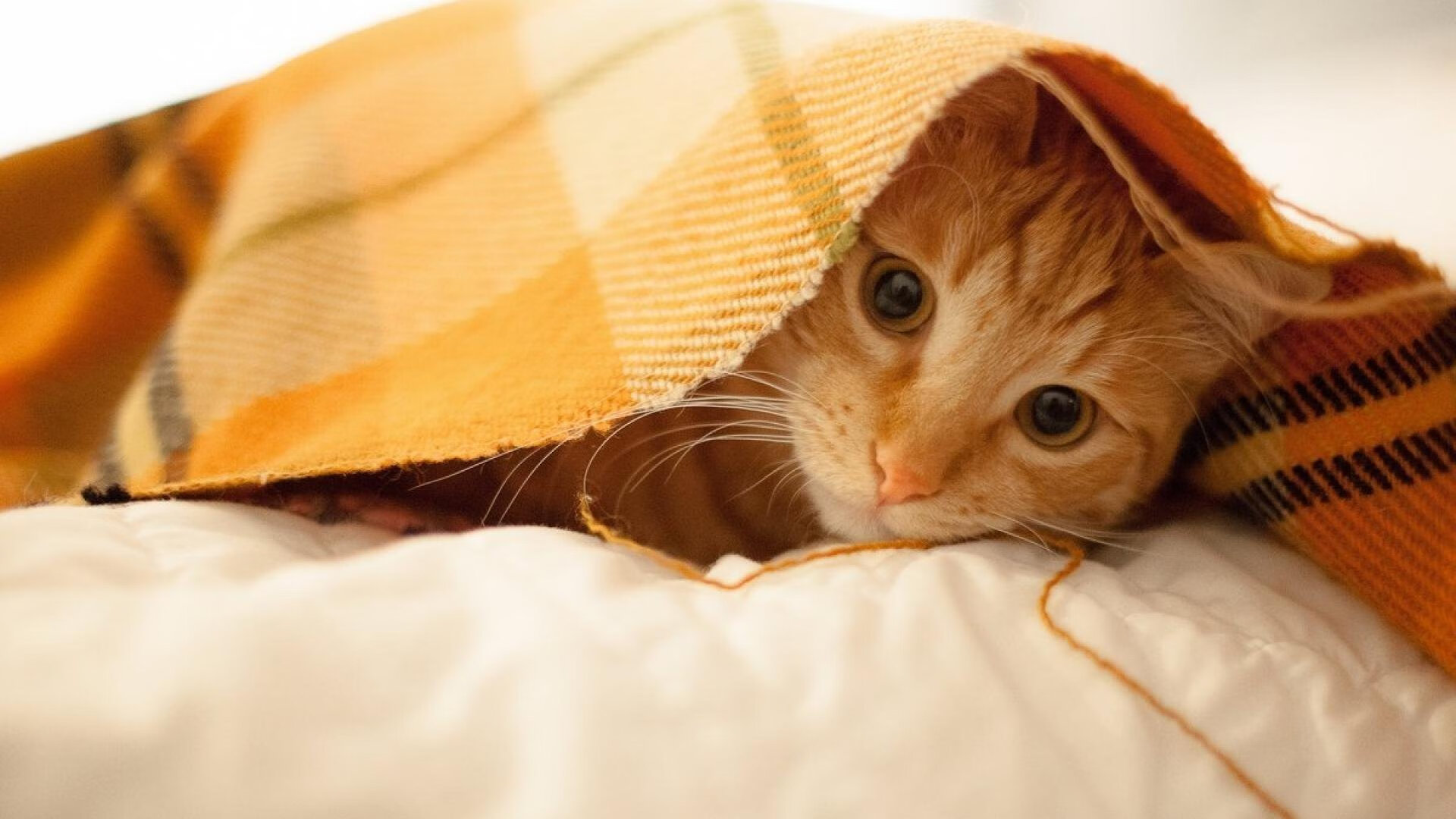 西甲比赛紧张激烈,精彩配合和精彩扑救成为亮点,西甲 比赛