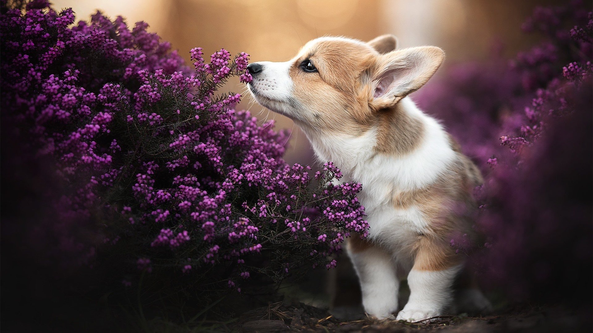 逆境中的战术调整:哪些球队实现了逆转?,nba逆转次数最多的球星