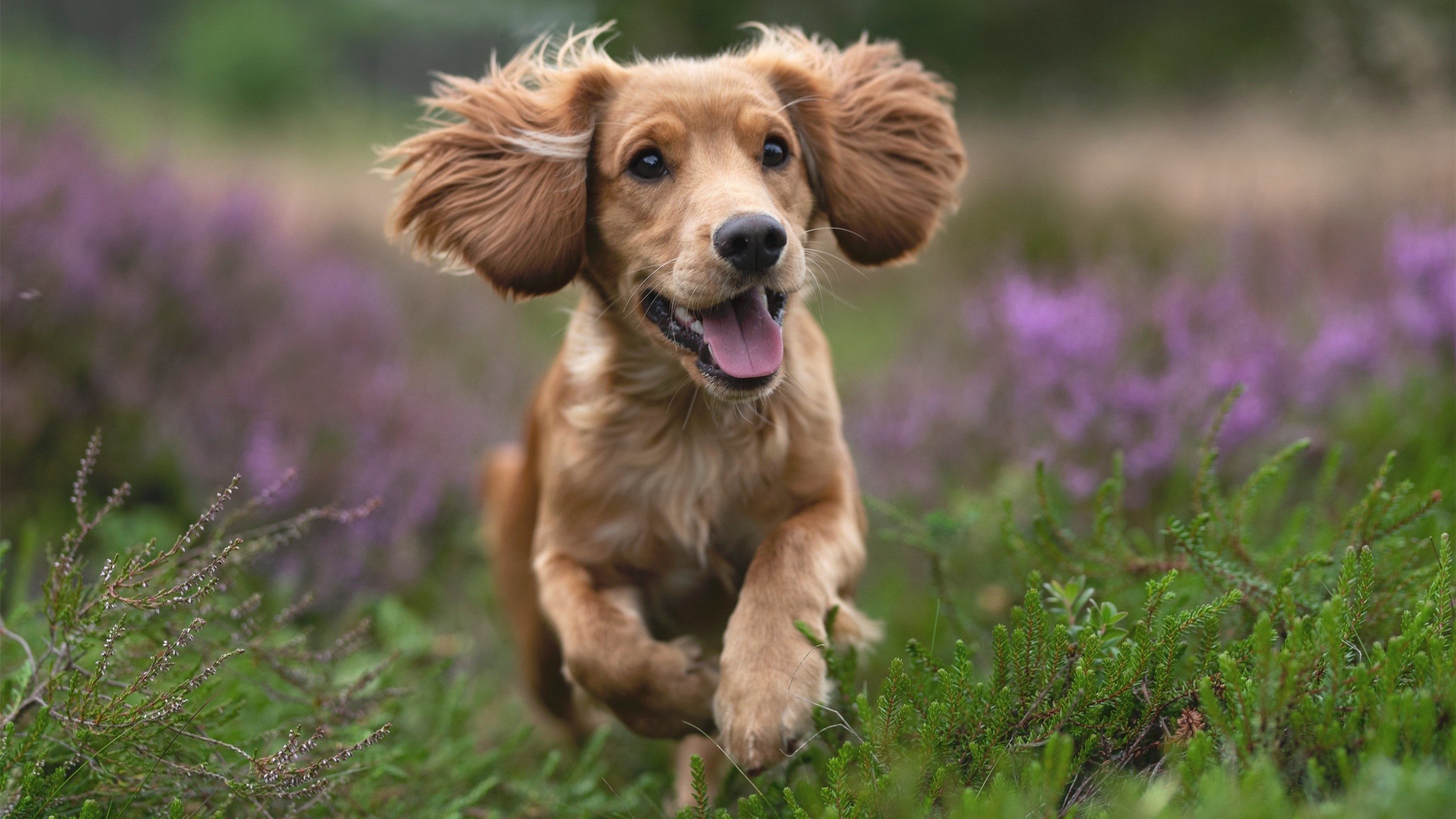 乐鱼官方登录入口-国家队篮球体能恢复方案，篮球运动员如何恢复体能