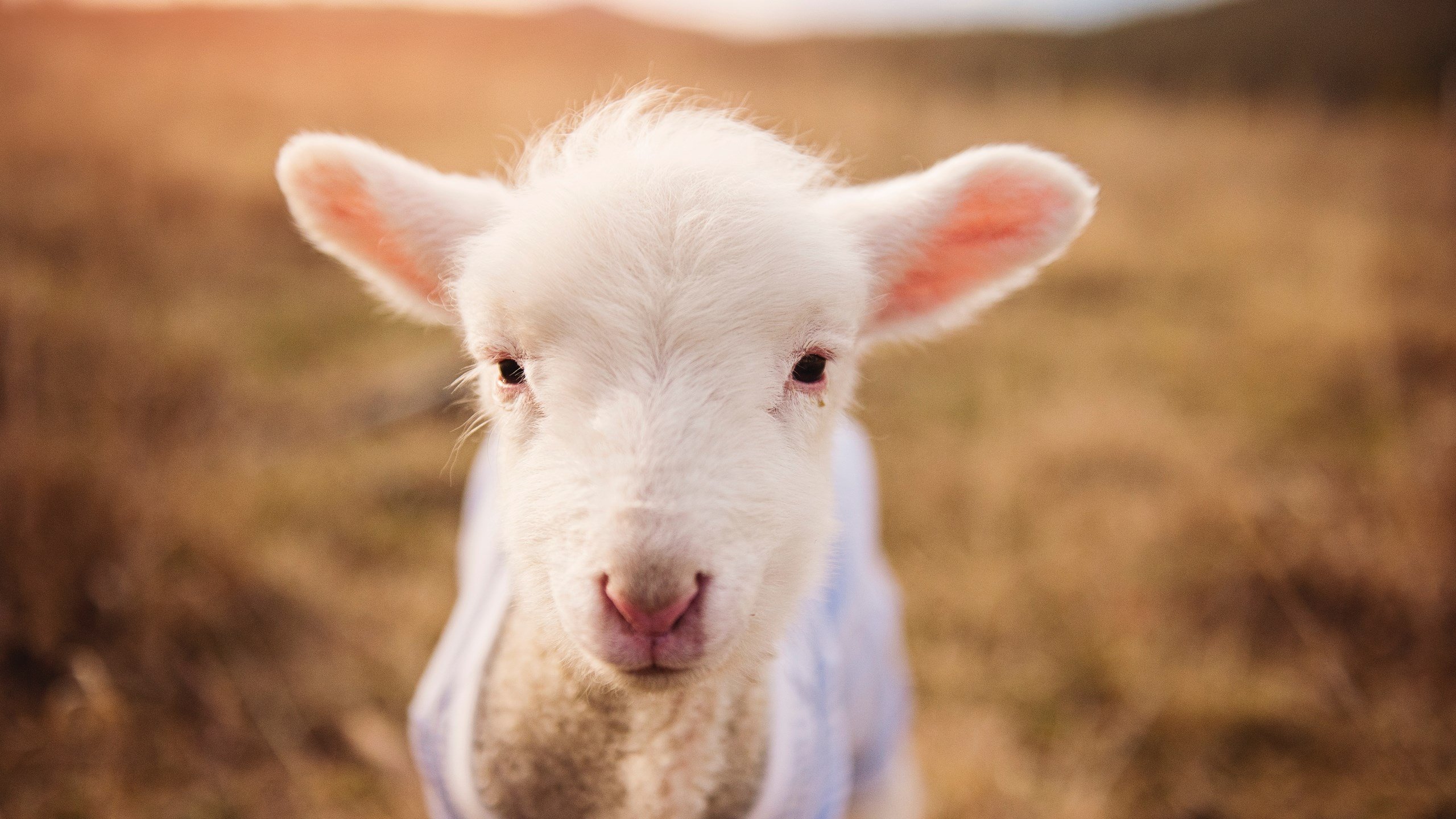 山东泰山年轻球员获得机会，山东泰山 球员