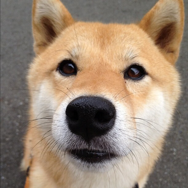 拉尼斯客场不敌对手,需重新思考战术,拉尼斯酒庄干红葡萄酒