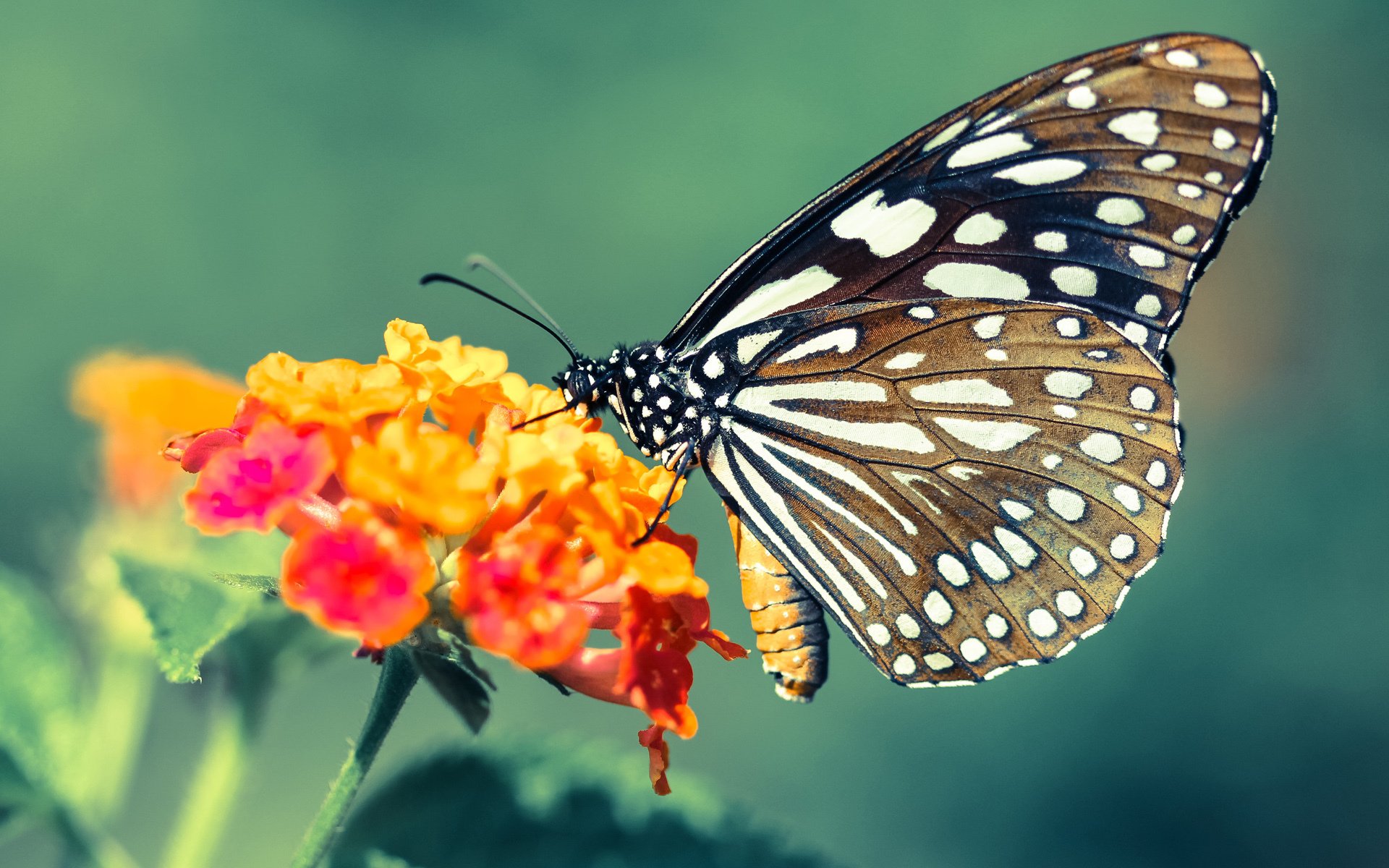 梅斯球队在一场对决中赢得胜利,取得积极进展,梅斯nba