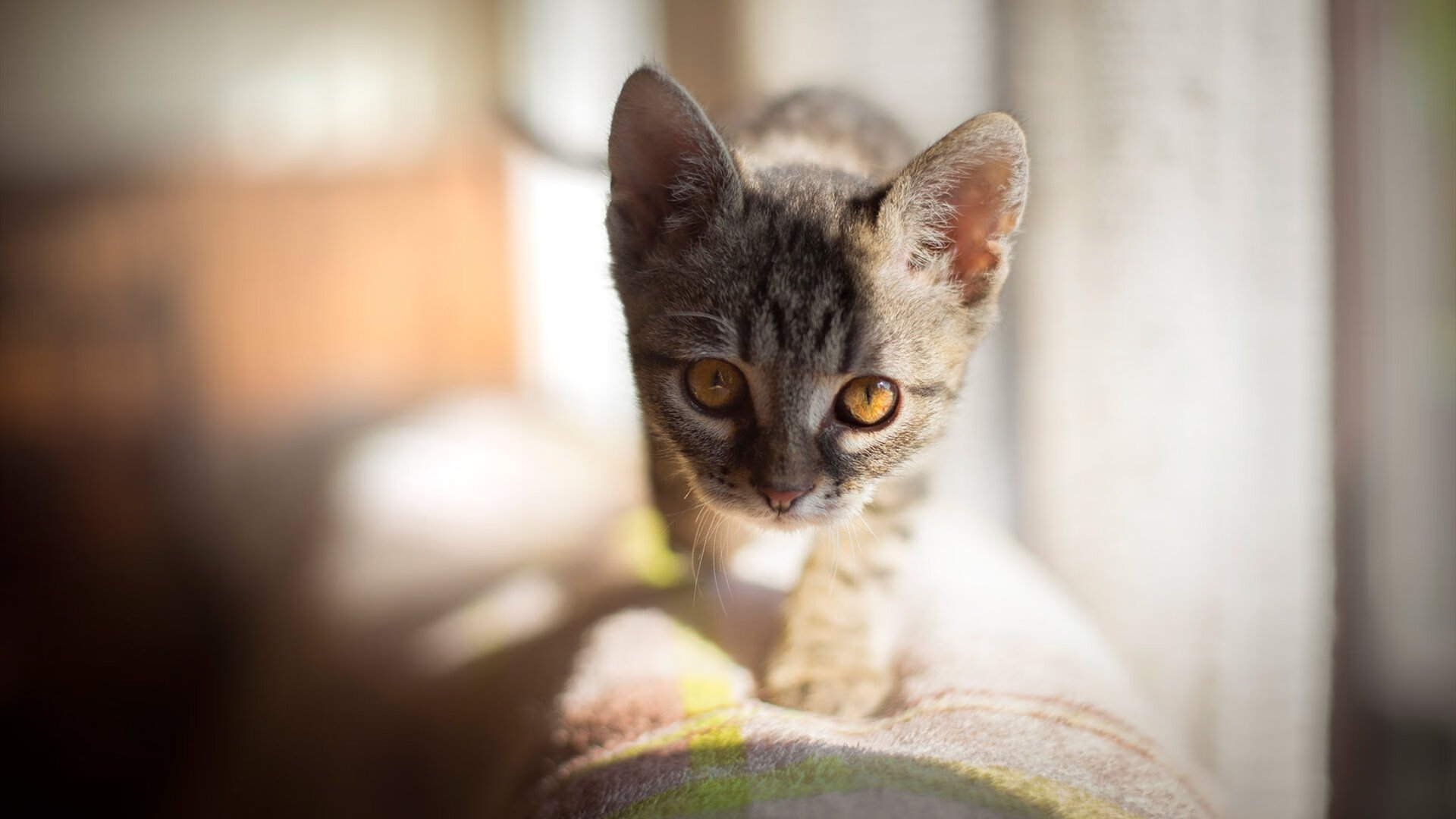 乐鱼体育App下载-格鲁吉亚男足击败波兰，欧预赛中再爆冷门，格鲁吉亚足球队实力