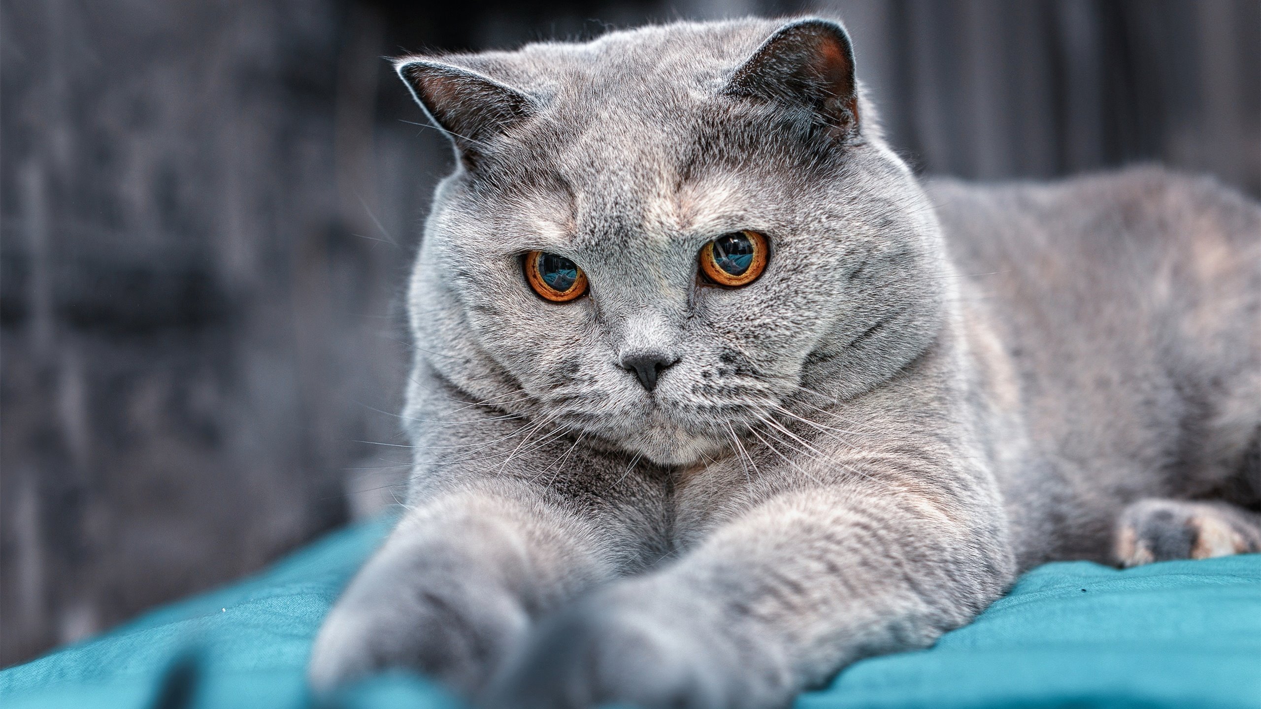 索尔福德城后防站位紧凑,半岛球场决战在即,索尔福德大学