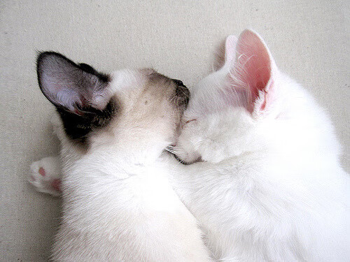 乐鱼体育APP官方下载-萨拉赫梅开二度，利物浦轻松战胜对手，利物浦当家球星萨拉赫还是马内