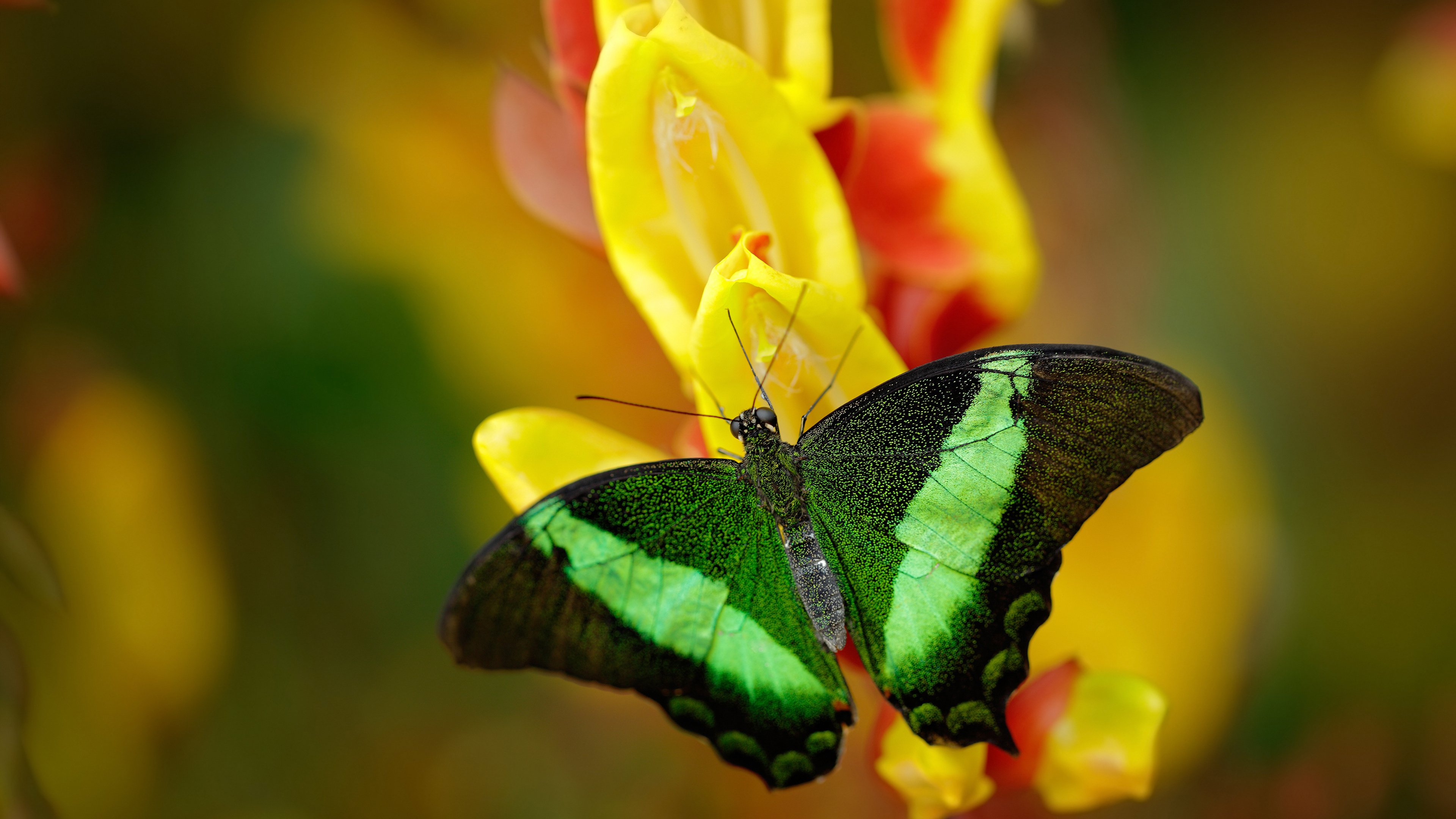 体育市场竞争力分析报告,体育行业竞争格局