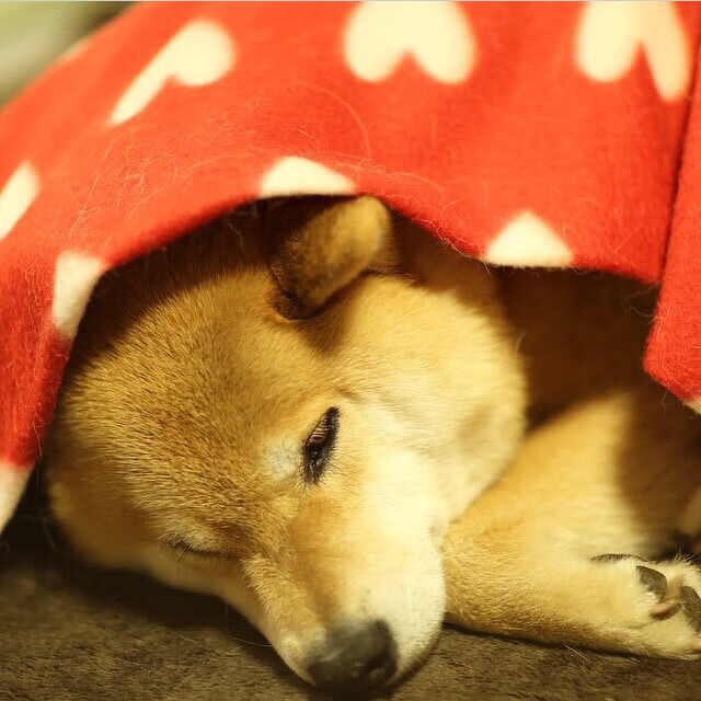 篮球专项力量训练的科学设计,篮球力量训练课