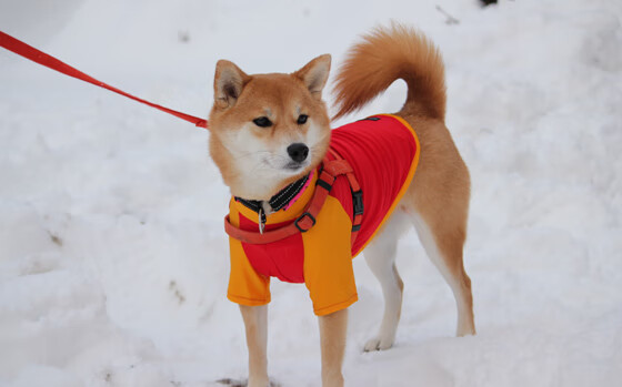 “高新体育中心:举重选手肩负全球期望,挑战世界纪录”