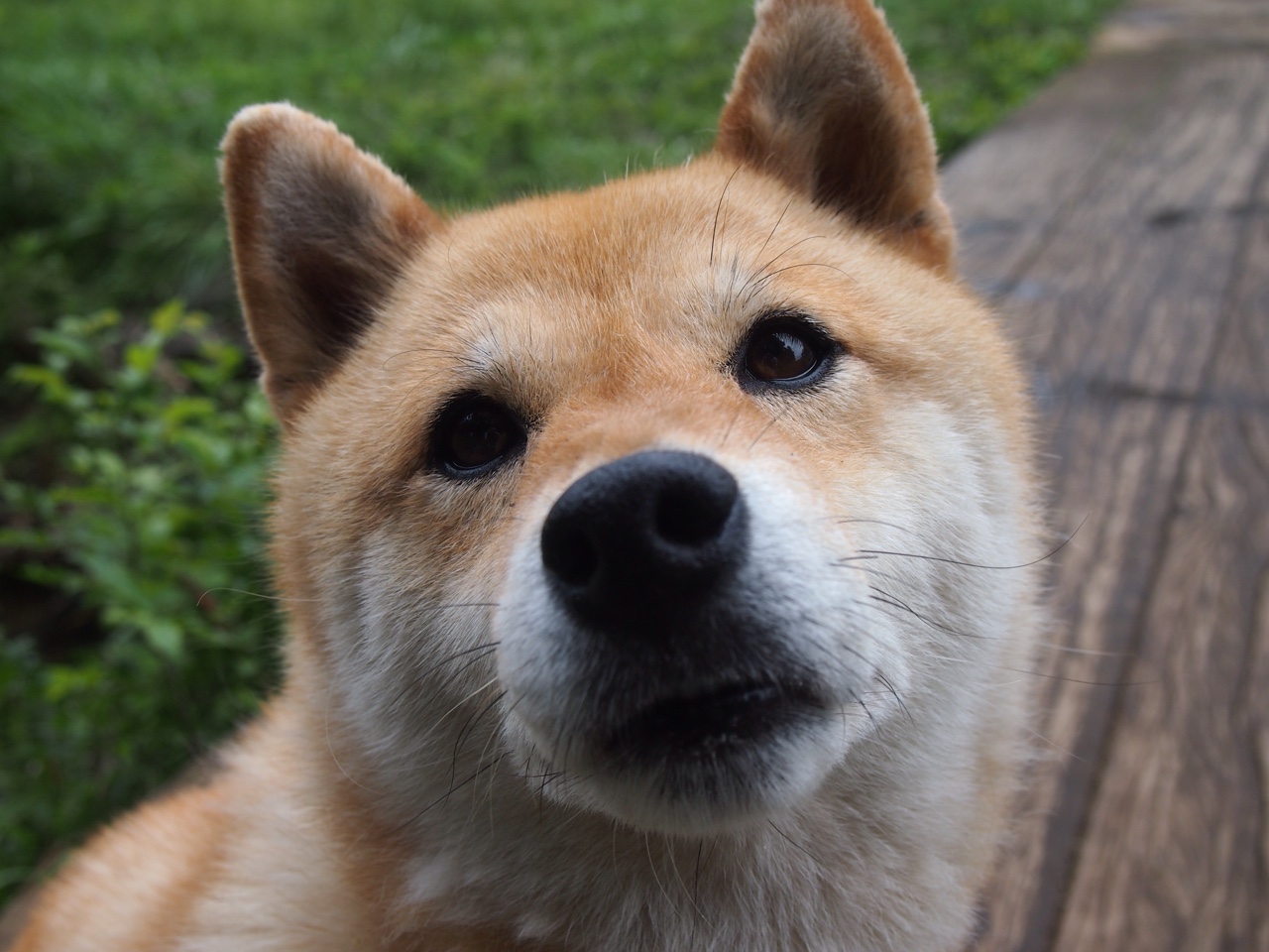 埃及队在2024年混合团体世界杯中的关键战役,埃及联赛