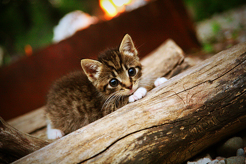 乐鱼体育(中国)官方网站-奥运村人流引导系统接入AI算法实现预判