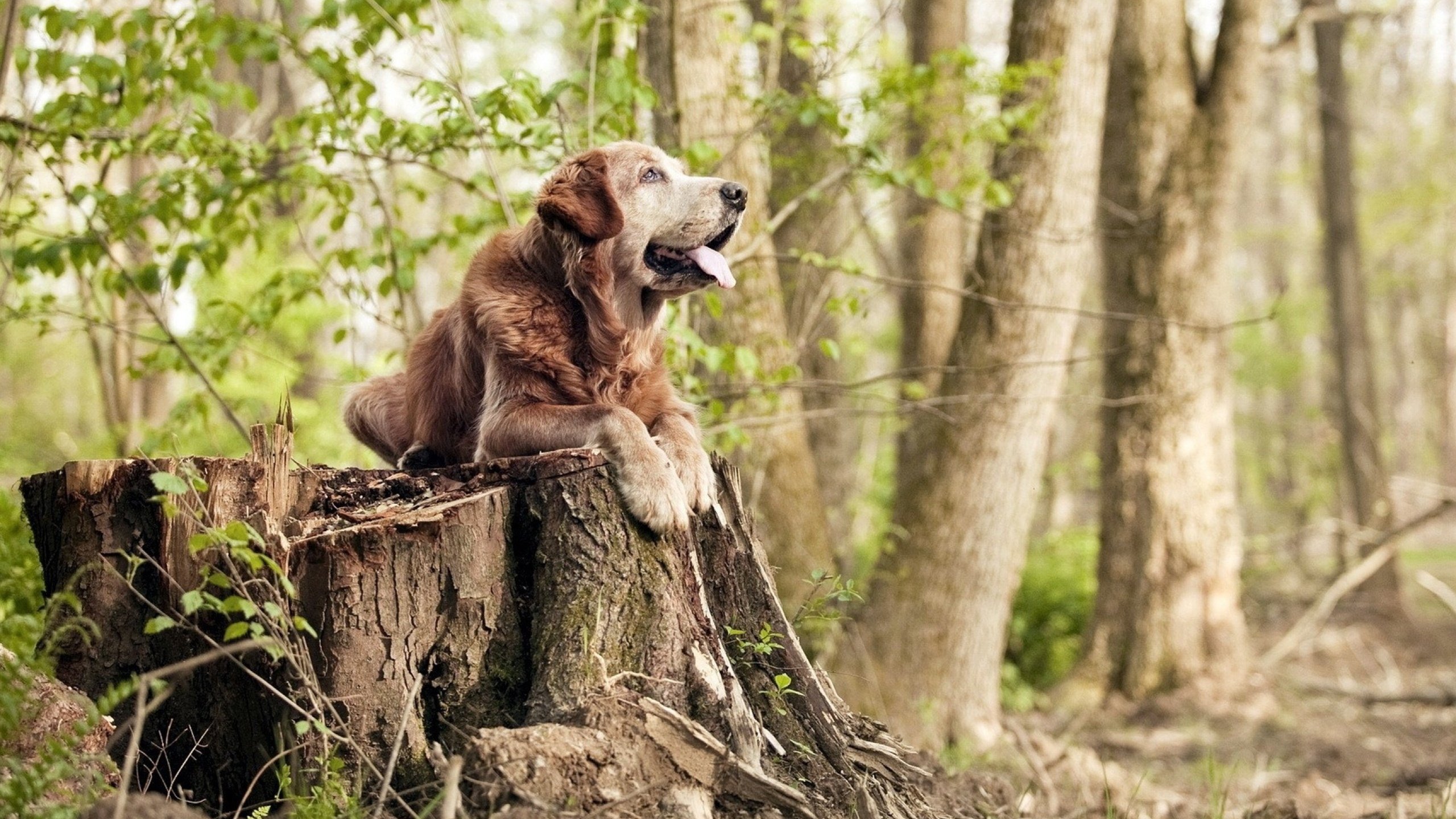 西班牙男队赛前训练效果显著,西班牙男队赛前训练效果显著吗