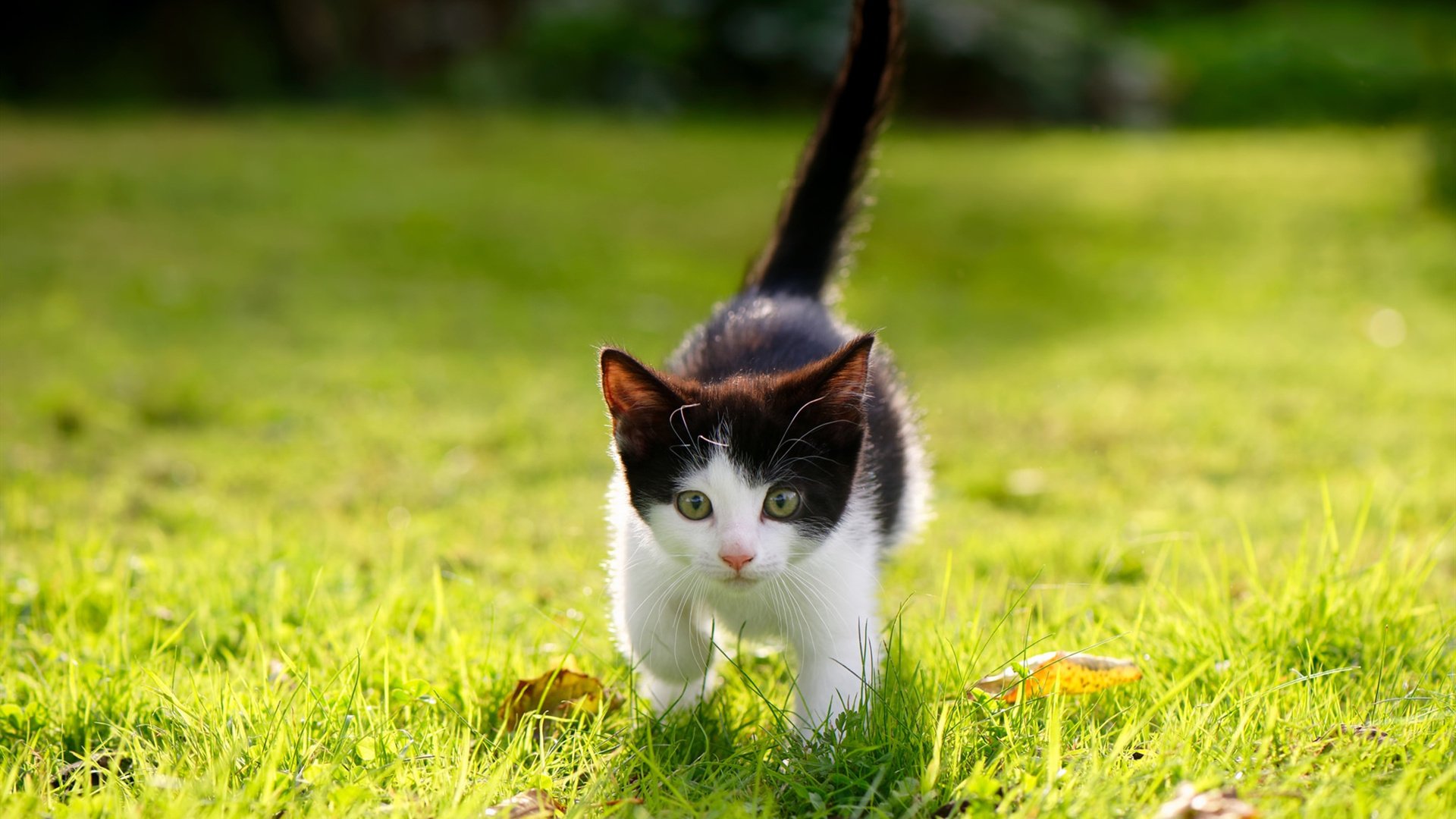 欧洲杯激战连连:战略调整带来惊喜!,欧洲杯揭幕战依98db in