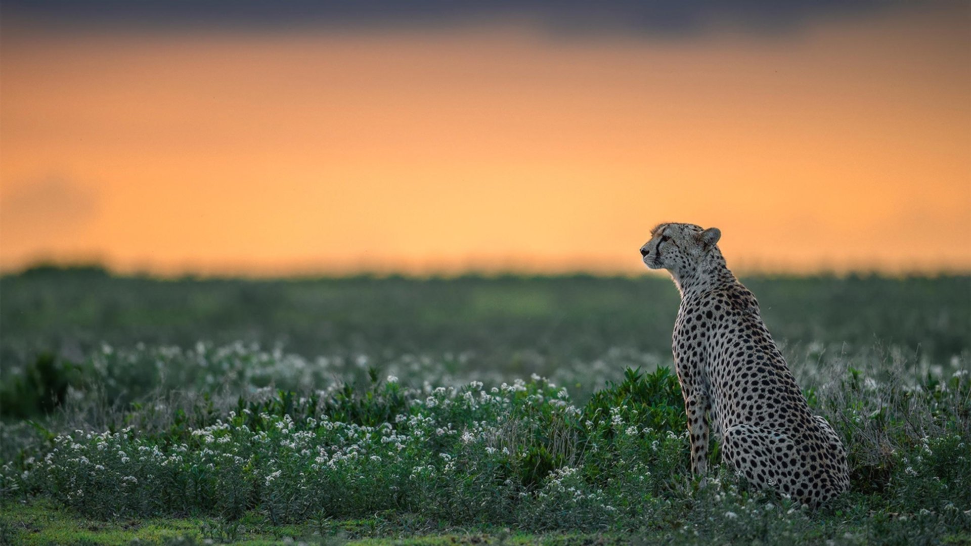 绿色场馆引领行业发展,未来足球场馆不仅环保还能智能,足球场设施