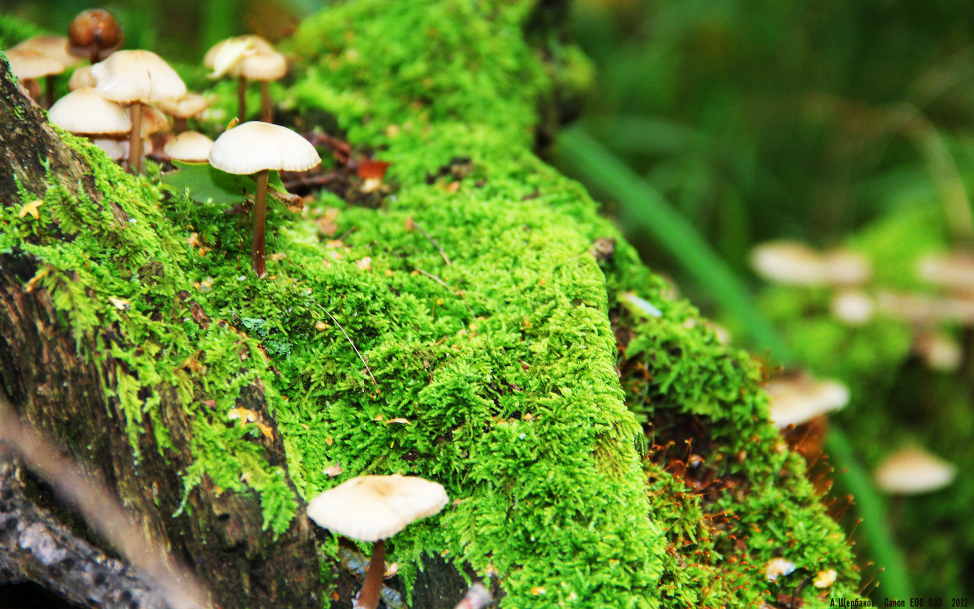 荷兰队在欧洲预选赛中表现亮眼,稳步晋级