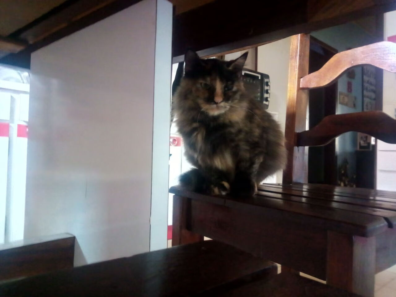 蝶泳划幅优化，后程爆发更强，蝶泳划频