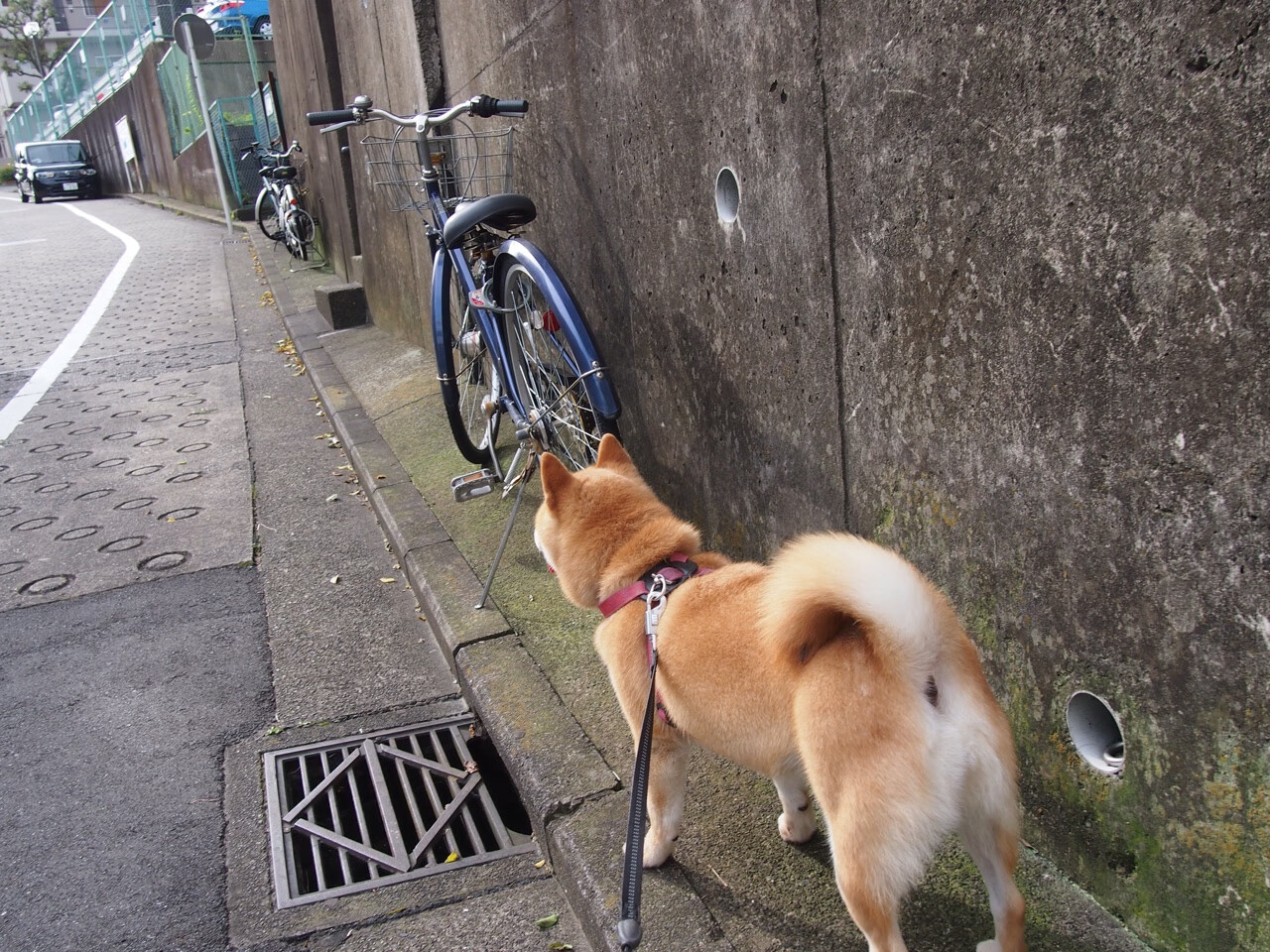 西甲天王闪耀：超级进球点燃全场！，西甲巨星