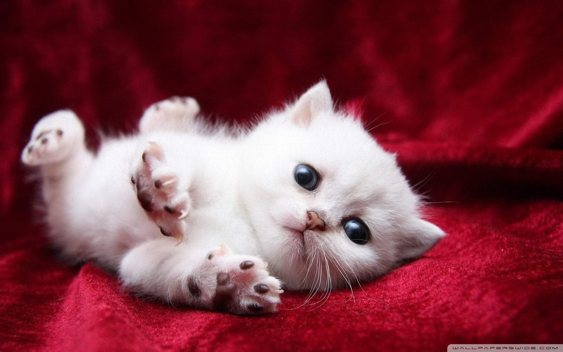 乐鱼体育平台app下载-鹈鹕训练中模拟关键球提升球员应对能力，鹈鹕战术